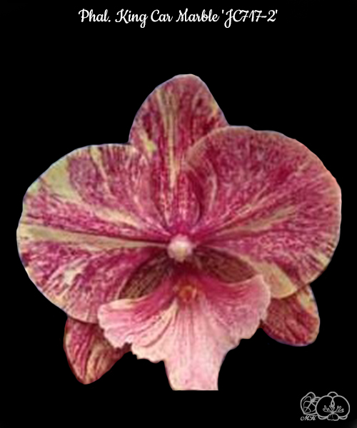 昌碩 花卉圖 吳昌碩花卉篇【二】花卉蔬果·梅蘭竹菊中國畫經典繪畫臨摹範本